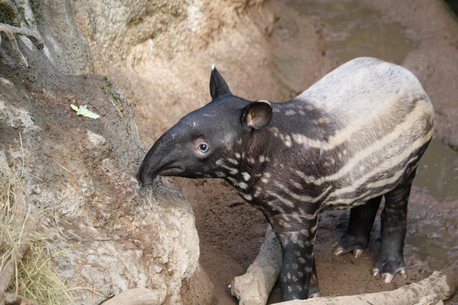 Malayan tapir calf